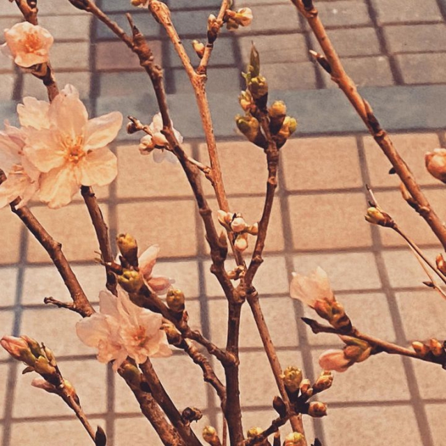 啓翁桜が咲きました。